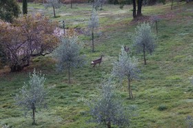 Podere Piandicava