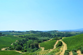 Fattoria il Bacio