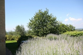 Podere Il Pino
