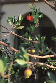 Podere Il Pino