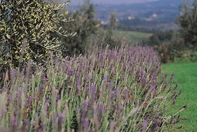 Podere Il Pino
