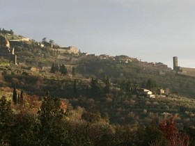 Antica Quercia Verde