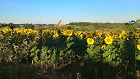 Il Villino Di Cortona