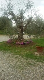 Agriturismo L'isola