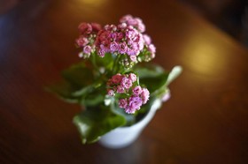 Antica Dimora Johlea