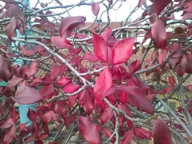 Antica Dimora Johlea