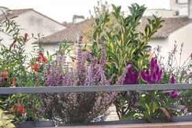 Dolce Vita Suites
