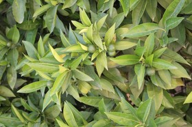 L'Aranceto Guest House