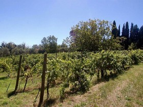 La Spiga d'Or