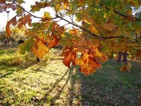 La Spiga d'Or