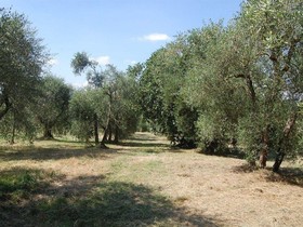 La Spiga d'Or