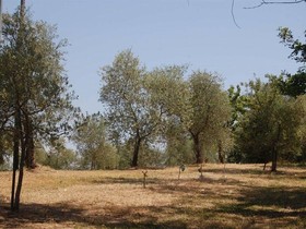 La Spiga d'Or