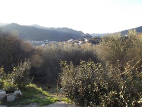 Luce Stellata