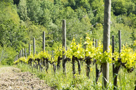 Agriturismo Il Serraglio