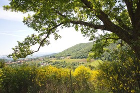 Panoramic