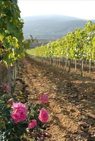Fattoria Agriturismo Il Colombaio
