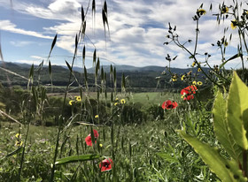 Fattoria St Ottaviano