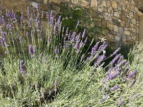 Fattoria St Ottaviano