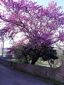 Fattoria di Poggio Capponi