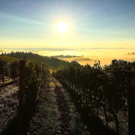 Fattoria di Poggio Capponi