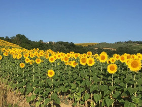 Fattoria di Poggio Capponi