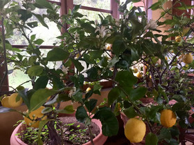 Agriturismo La Palazzina e Orchidea Bed&Breakfast
