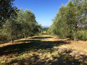 Agriturismo La Palazzina e Orchidea Bed&Breakfast