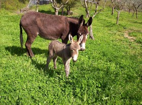 Agriturismo Le Colonne