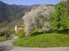 Fattoria di Pietrabuona