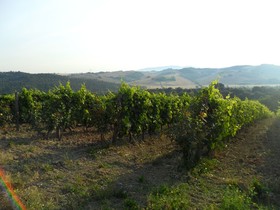 Fattoria Di Statiano