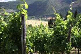 Podere Vignola