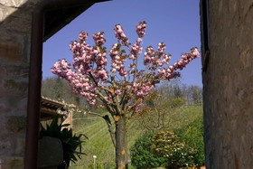 Podere Vignola