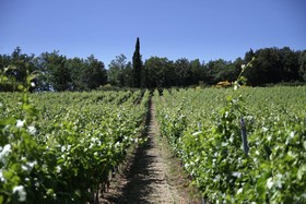 Podere Vignola