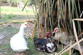 Agriturismo Casentino