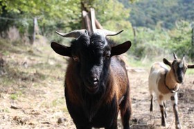 Agriturismo Casentino