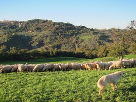 Podere Paugnano