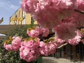 Hotel i Ciliegi
