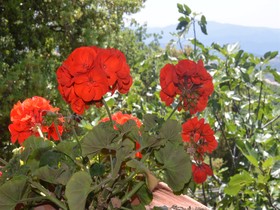 Country Inn Casa Mazzoni