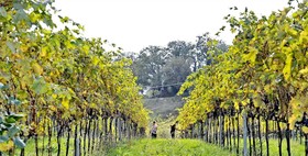 Valdonica Winery & Vineyard Residence
