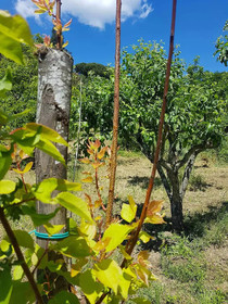 Agriturismo Il Pintello