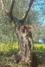 Agriturismo Il Pintello