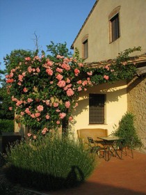 Il Rosolaccio