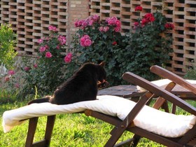 Il Rosolaccio