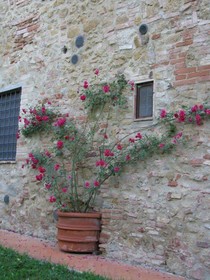 Il Rosolaccio