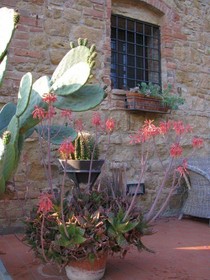 Il Rosolaccio