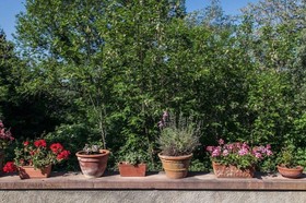 Locanda Degli Alberi
