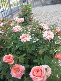 L'Albergaccio