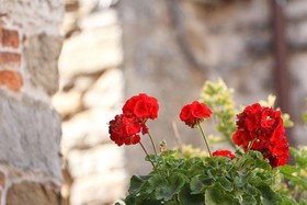 La Paterna di Rigomagno