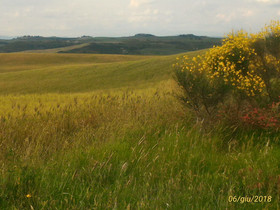 La Pineta