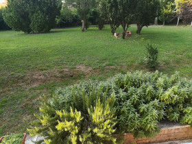 La Pineta